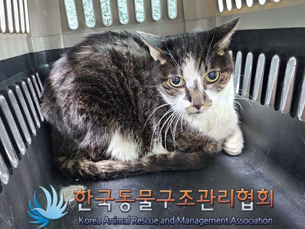 종료(안락사) 한국…
